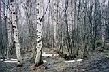 Forest_1.jpg