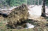 Forest_2.jpg