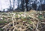 Snowdrop.jpg