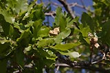0805020927_CRW_1980.jpg