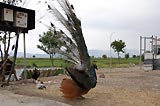 0805071509_CRW_2139.jpg