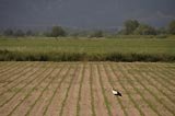 0805101631_CRW_2226.jpg